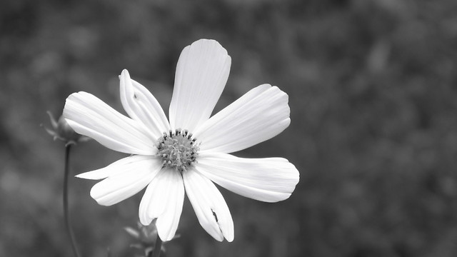 black&white