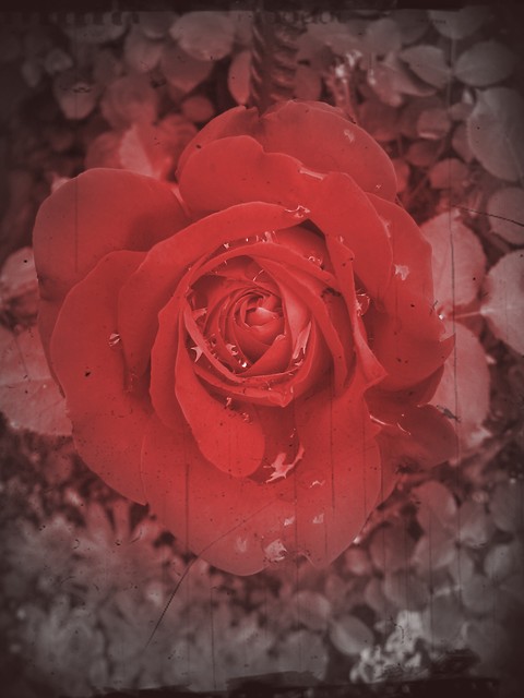 red rose