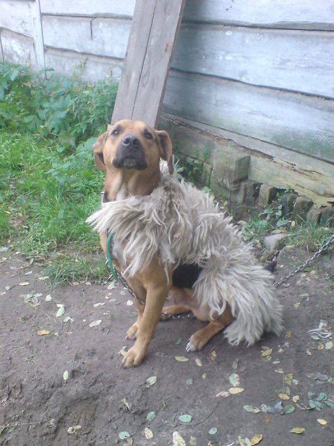 Baron/ Kurtka/ Syberian Husky|