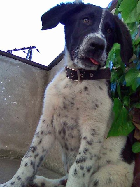 Snoopy