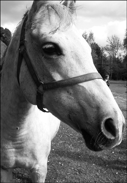Konik :)