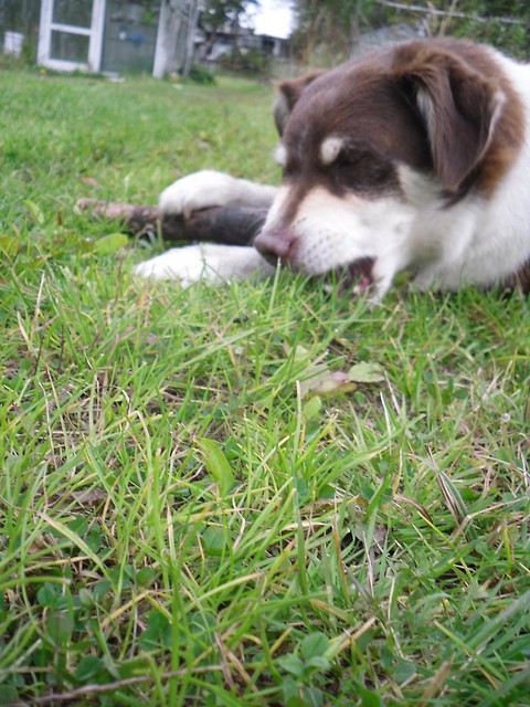 Ciapu ;d