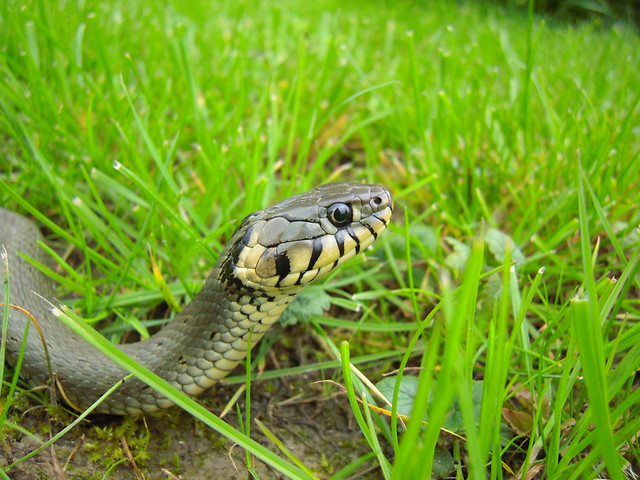 Snake