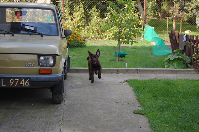 Mj latajcy Borys :)