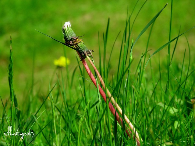 Naturalnie