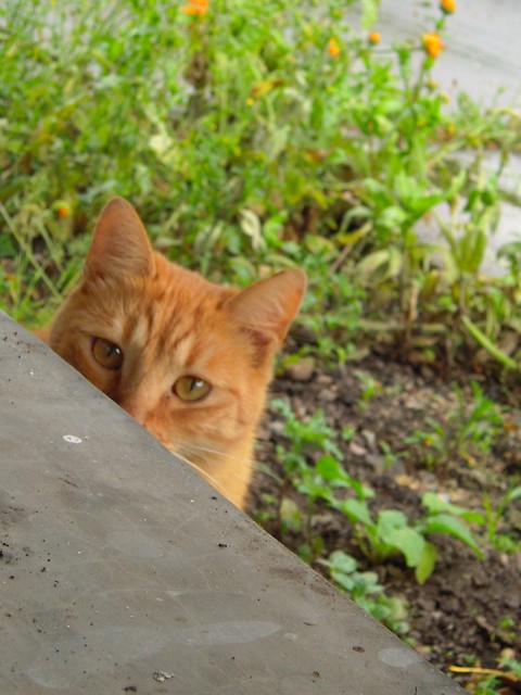 Kotek ;)