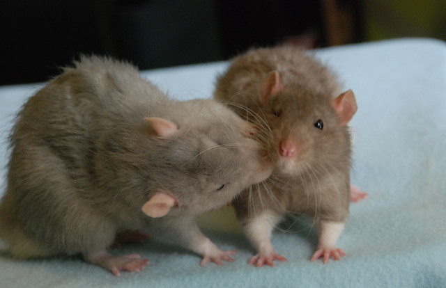 Kiss