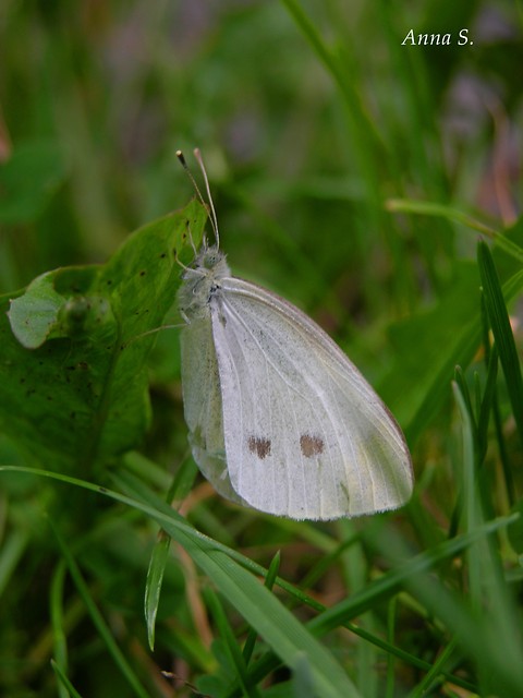 motyl