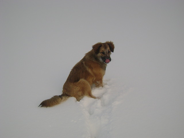 Rambo :) 