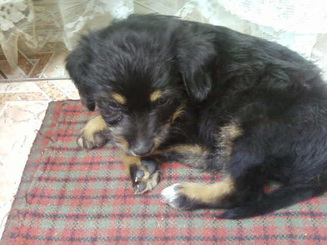 Drzeki;p