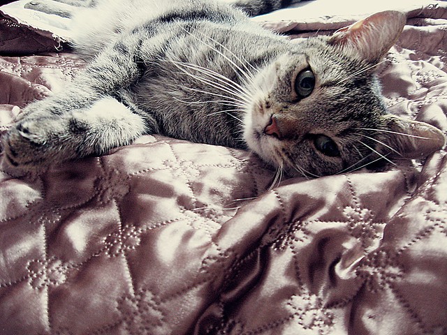 Mj Kot  :)