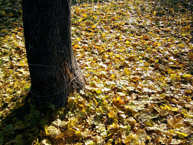 ein Herbst.