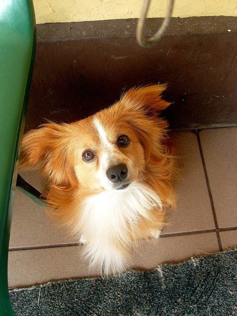 mj piesek:D