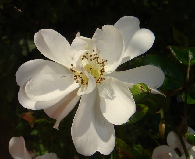 Natura .