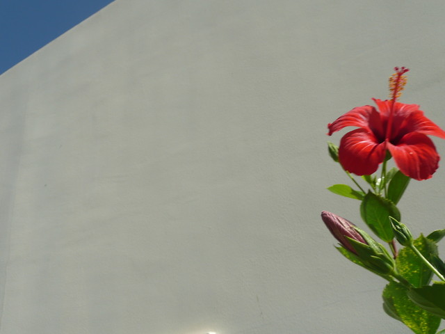 jesie (rodos)