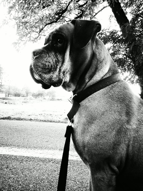 Zazu. :*