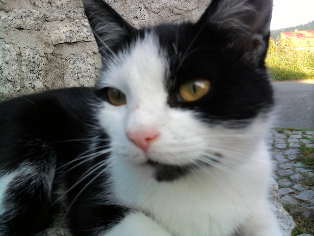 Kicia :*