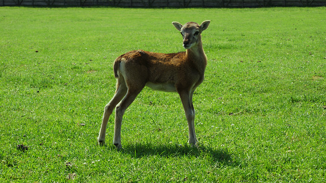 Kadzidowo