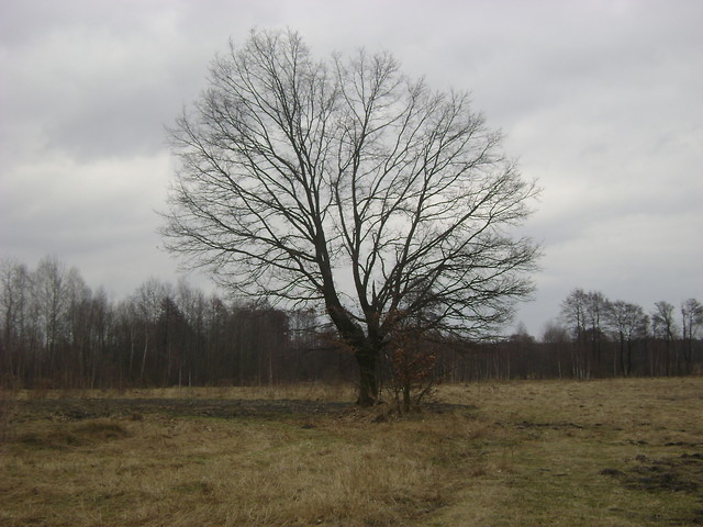 Drzewo 