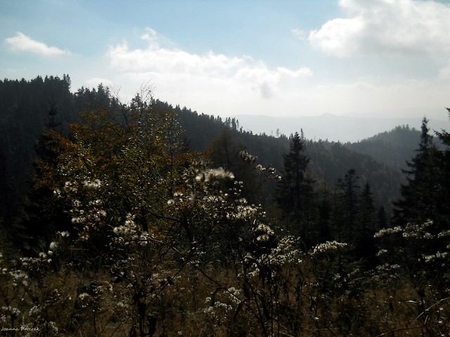 Przehyba.