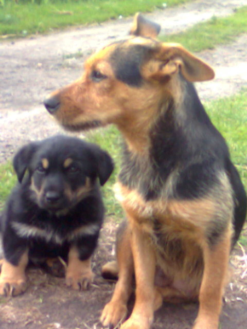 mee pets