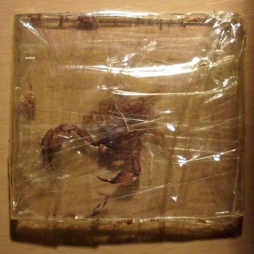 Skorpion