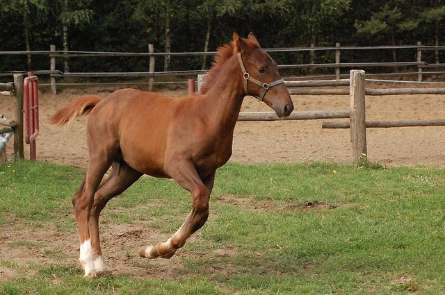 Wagner ;**