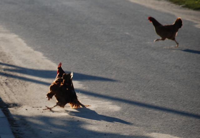 Chicken drift.