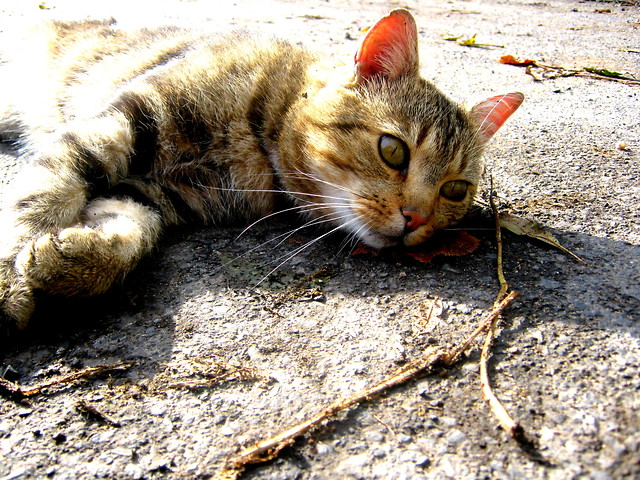 Filemon;))