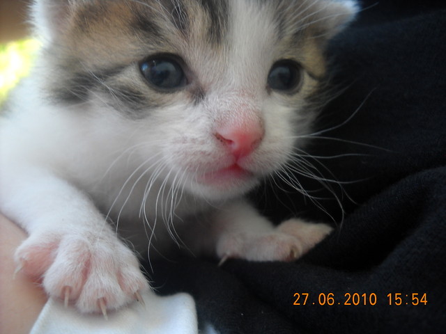 Kleo :D