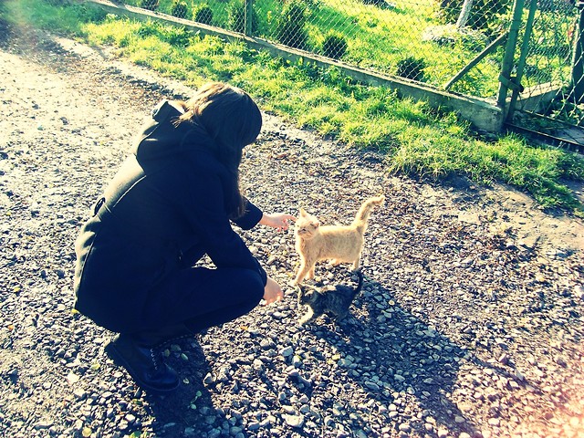 koty.
