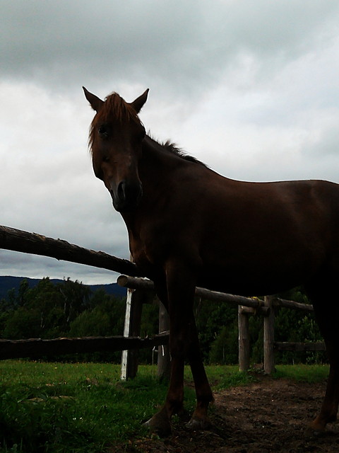 Kaja.