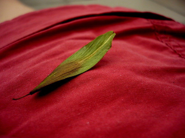 lato.