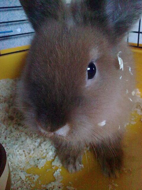 Cycu ; *