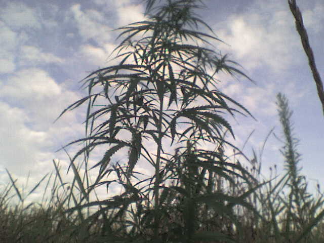 sensi