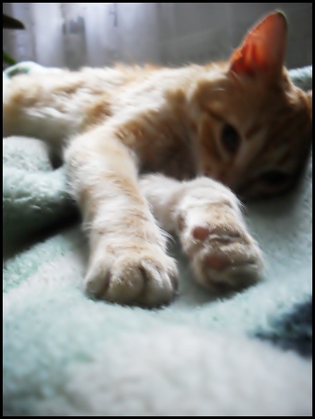 fucked kitty.