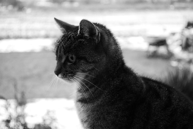 toxi