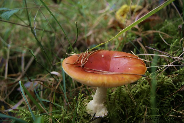 16.