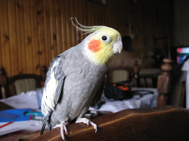Kubu