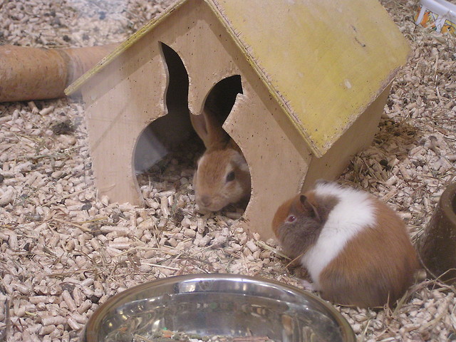 krliczy domek.