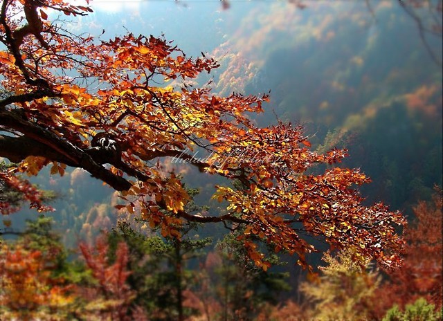 Herbstberg.