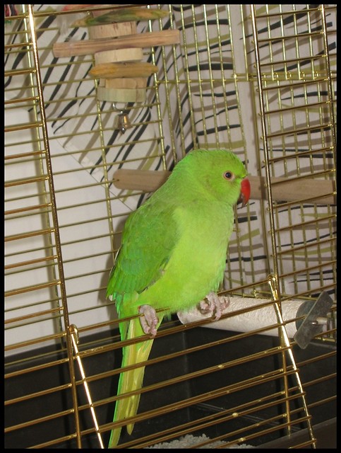 Viki :** 