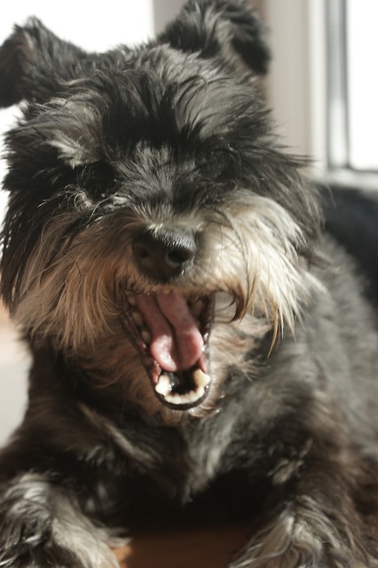 Pipsztok.
