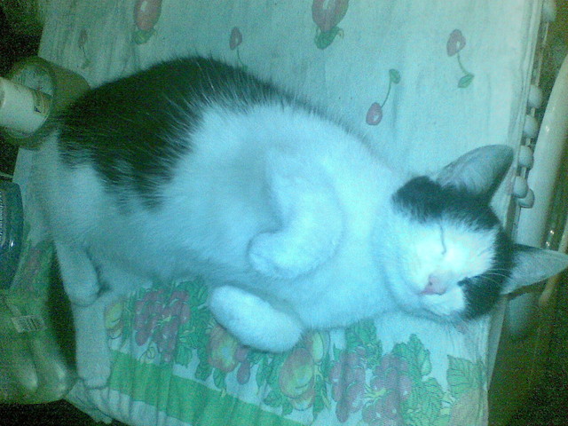 Kitka