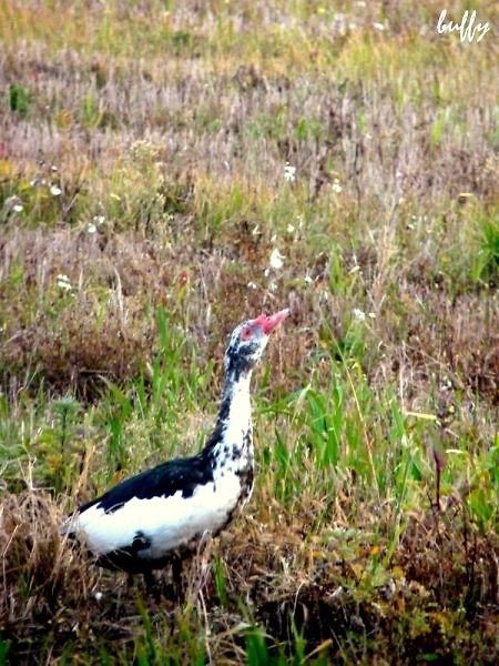 this is a duck!