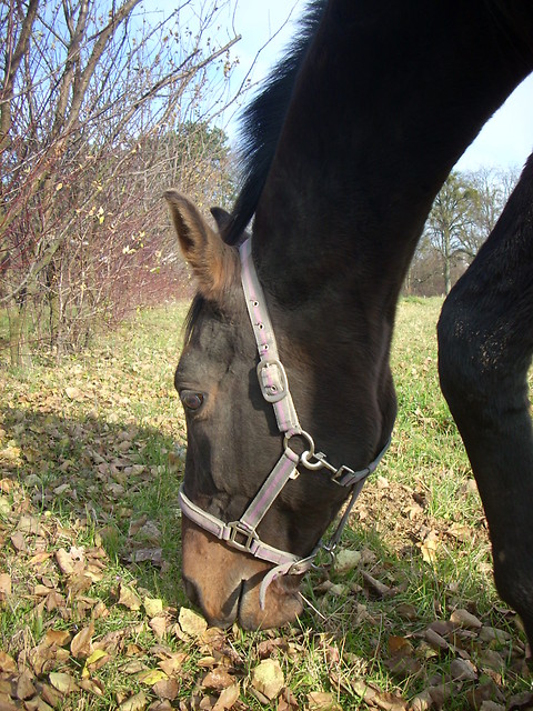 Delfiniasty : )