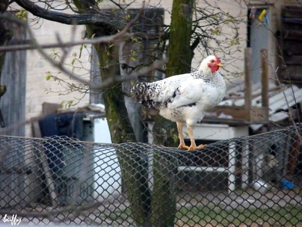 chicken!