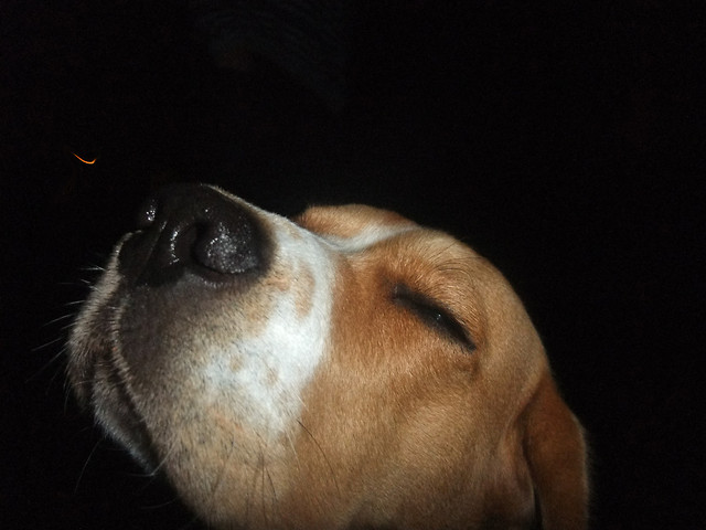 Beagle!
