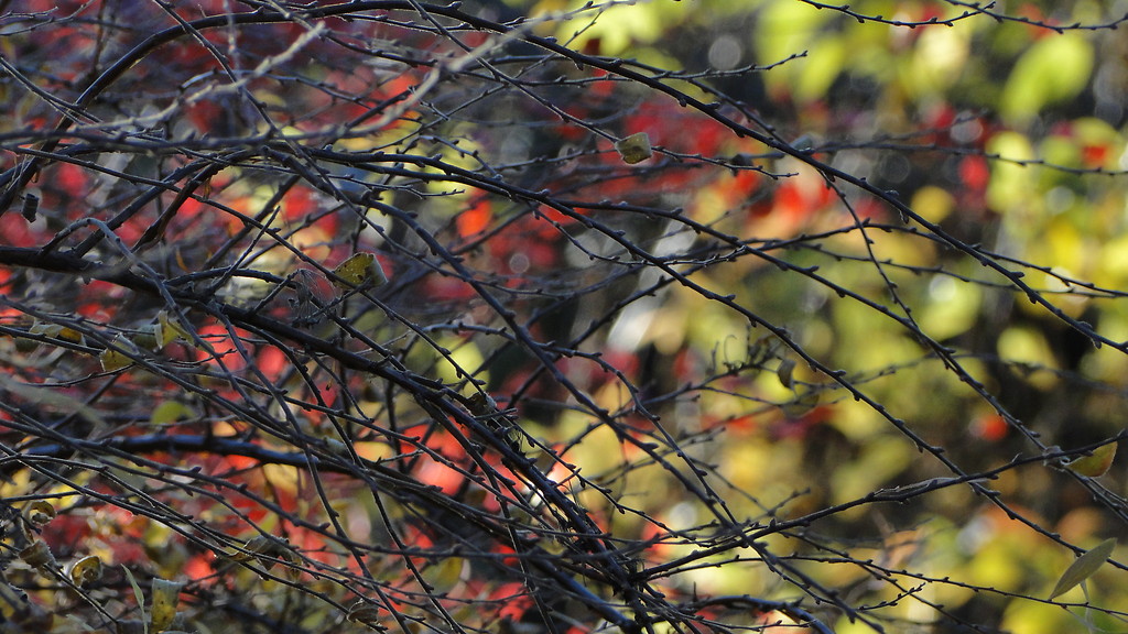 autum