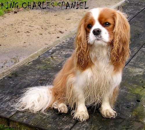 KING CHARLES SPANIEL